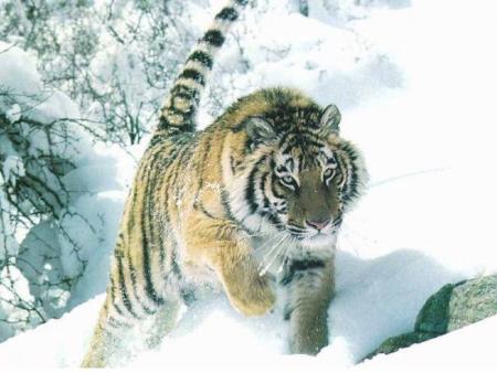 tigre des neige
